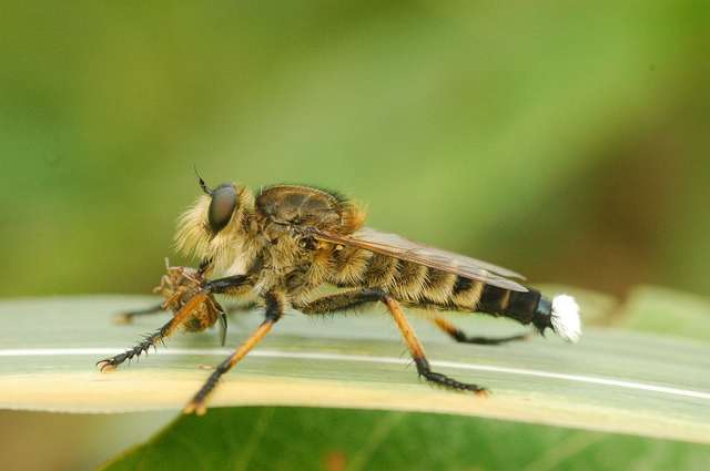 シオヤアブ 昆虫図鑑